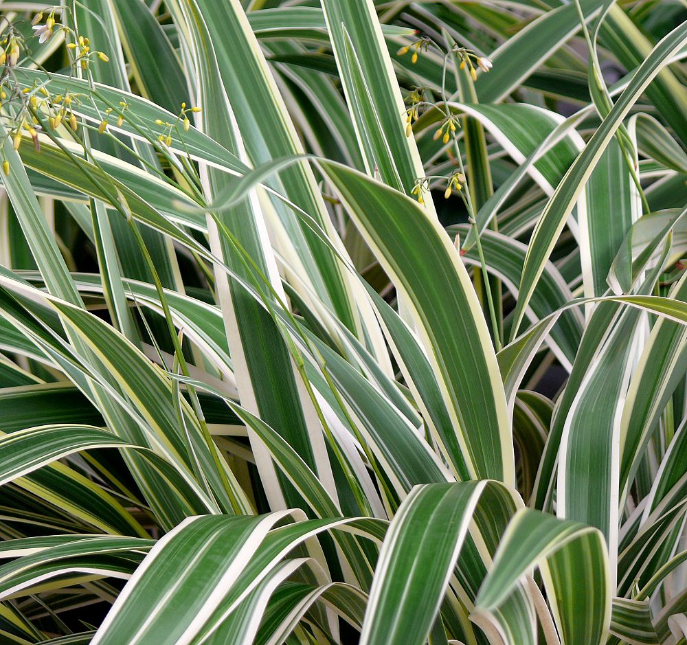 dianella-tasmanica-variegata-flax-lily-tasmanian-flax-lily