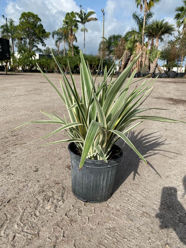 dianella-tasmanica-variegata-flax-lily-tasmanian-flax-lily