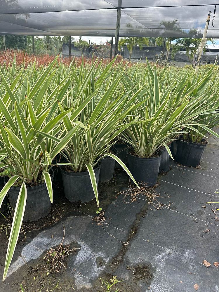 dianella-tasmanica-variegata-flax-lily-tasmanian-flax-lily