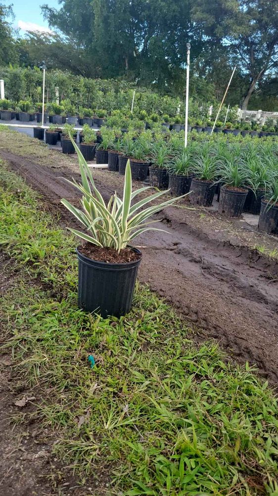 dianella-tasmanica-variegata-flax-lily-tasmanian-flax-lily