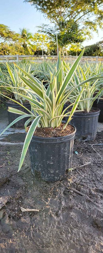 dianella-tasmanica-variegata-flax-lily-tasmanian-flax-lily