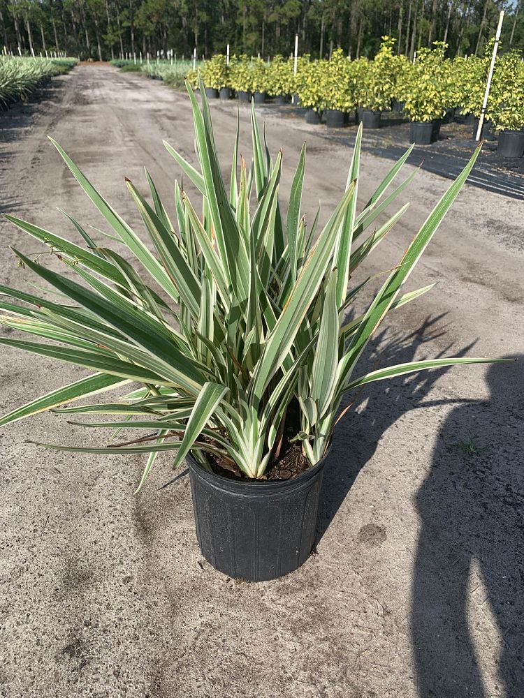 dianella-tasmanica-variegata-flax-lily-tasmanian-flax-lily