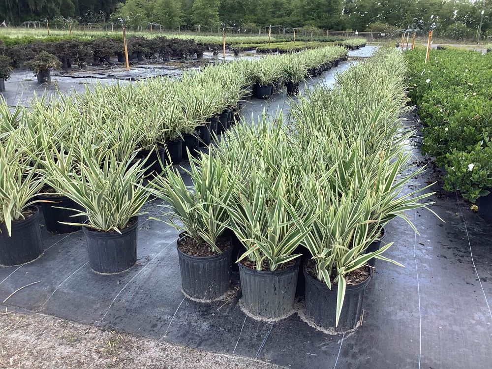dianella-tasmanica-variegata-flax-lily-tasmanian-flax-lily