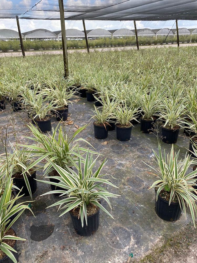 dianella-tasmanica-variegata-flax-lily-tasmanian-flax-lily