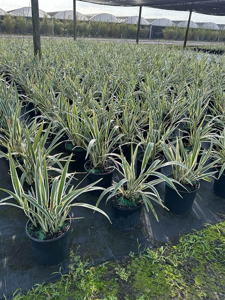 dianella-tasmanica-variegata-flax-lily-tasmanian-flax-lily