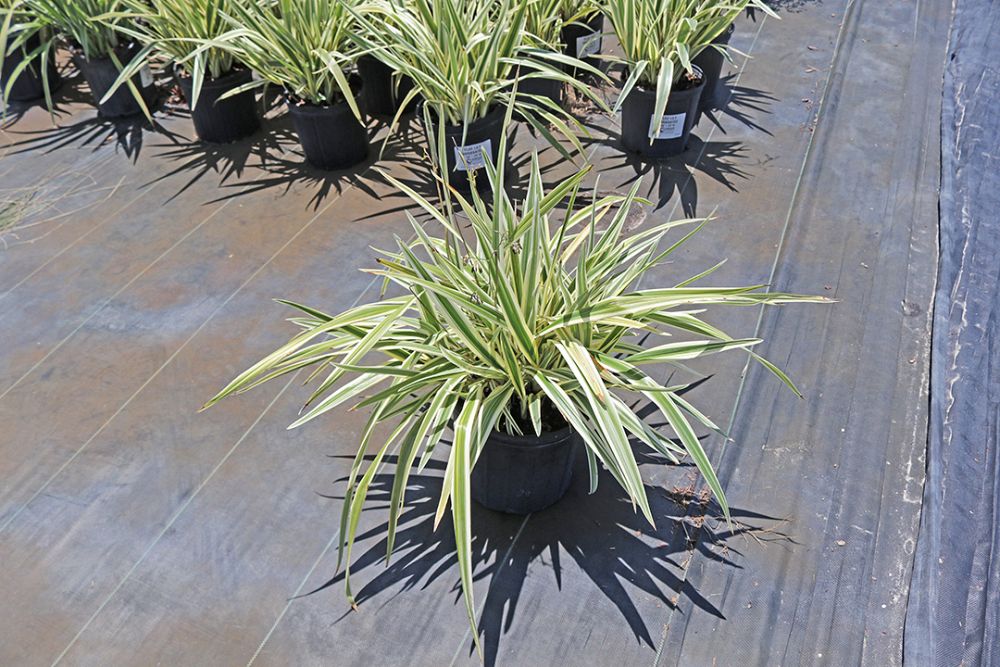 dianella-tasmanica-variegata-flax-lily-tasmanian-flax-lily