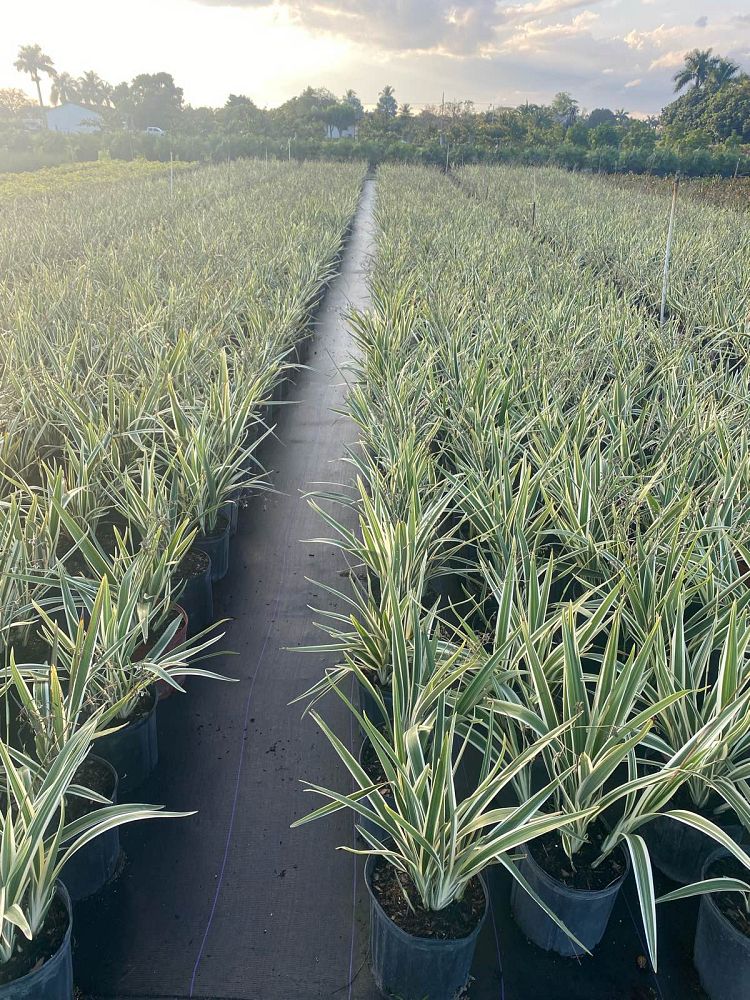dianella-tasmanica-variegata-flax-lily-tasmanian-flax-lily