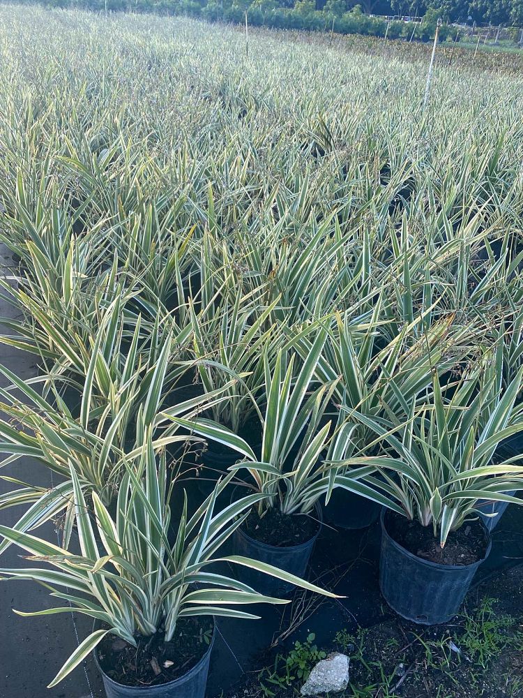 dianella-tasmanica-variegata-flax-lily-tasmanian-flax-lily
