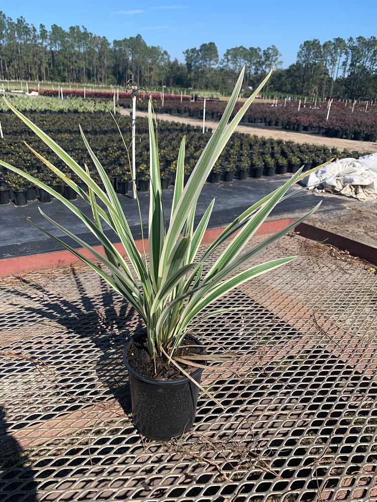 dianella-tasmanica-variegata-flax-lily-tasmanian-flax-lily