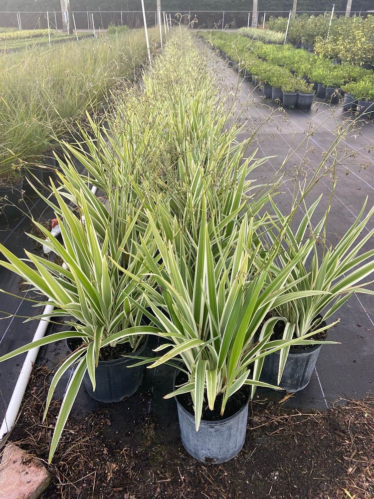 dianella-tasmanica-variegata-flax-lily-tasmanian-flax-lily