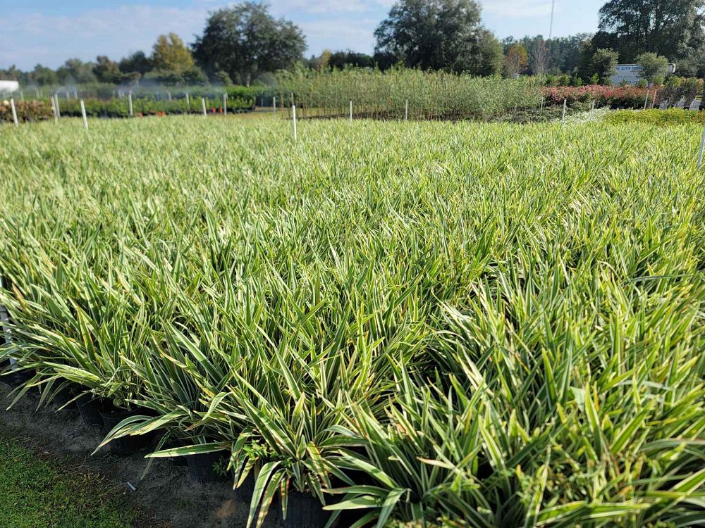 dianella-tasmanica-variegata-flax-lily-tasmanian-flax-lily