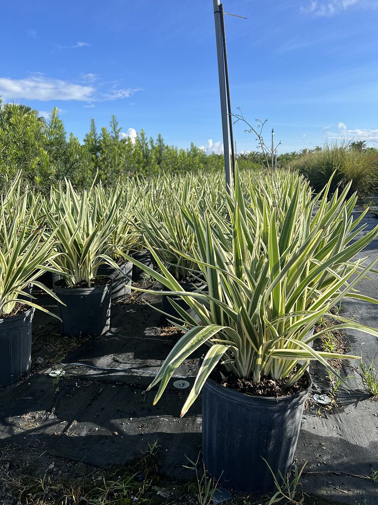 dianella-tasmanica-variegata-flax-lily-tasmanian-flax-lily