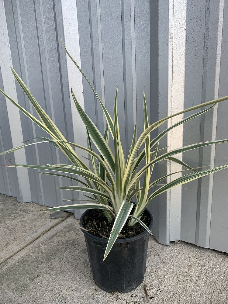 dianella-tasmanica-variegata-flax-lily-tasmanian-flax-lily
