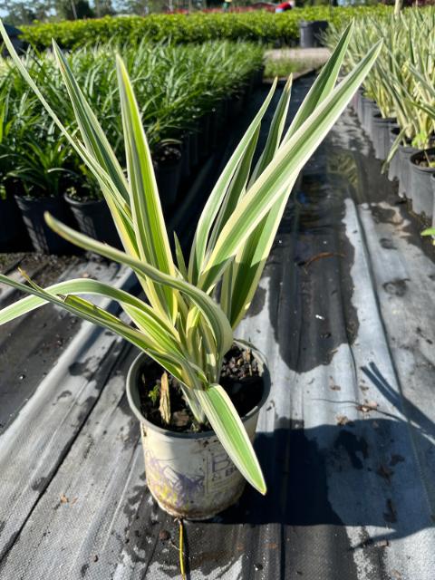 dianella-tasmanica-variegata-flax-lily-tasmanian-flax-lily