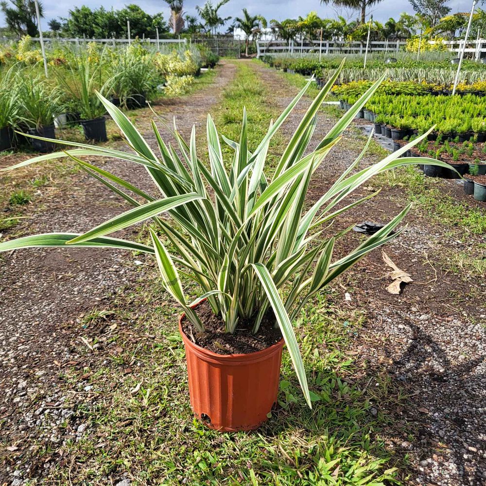 dianella-tasmanica-variegata-flax-lily-tasmanian-flax-lily