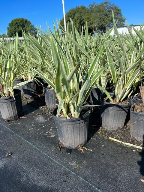 dianella-tasmanica-variegata-flax-lily-tasmanian-flax-lily