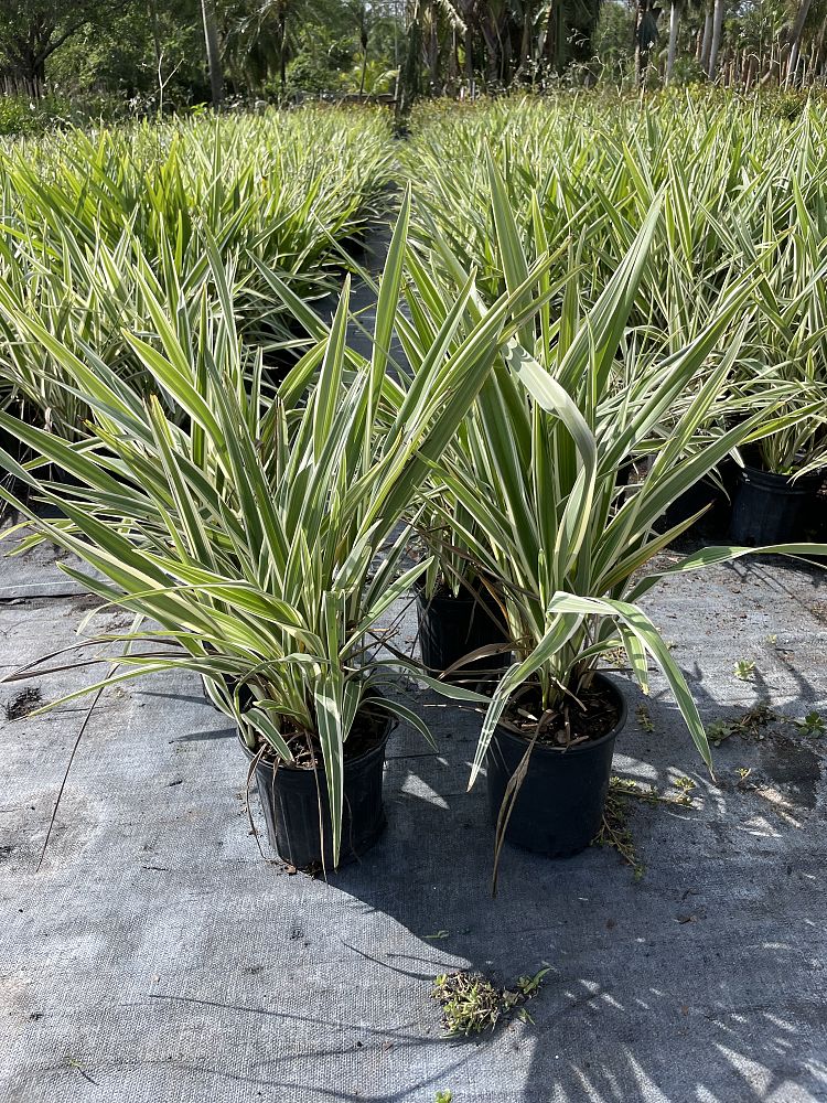 dianella-tasmanica-variegata-flax-lily-tasmanian-flax-lily