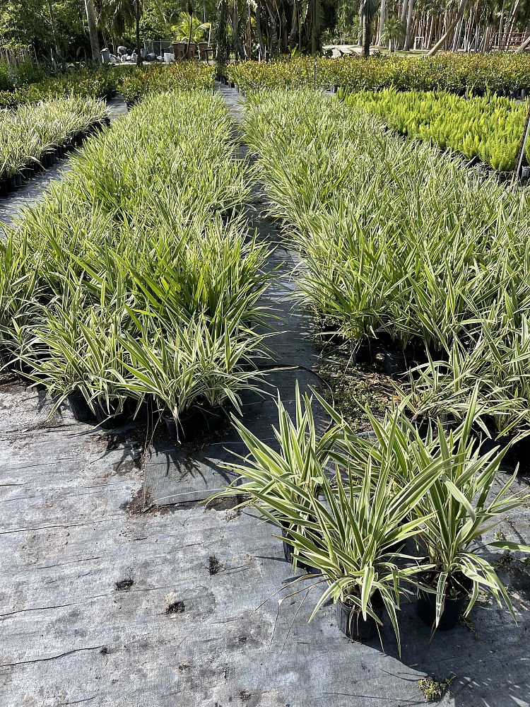 dianella-tasmanica-variegata-flax-lily-tasmanian-flax-lily