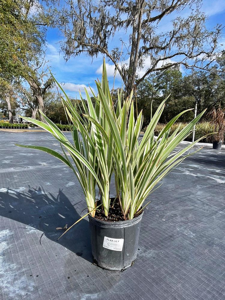 dianella-tasmanica-variegata-flax-lily-tasmanian-flax-lily