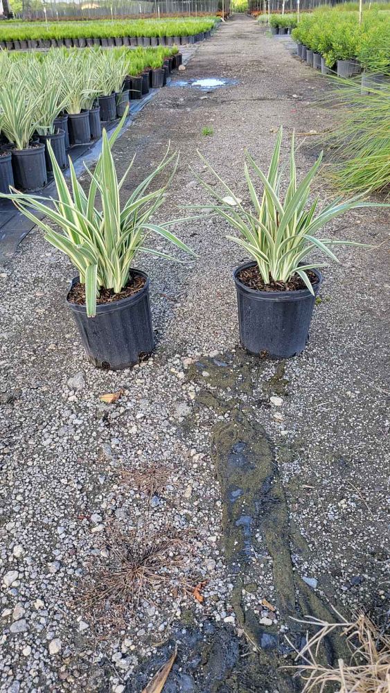 dianella-tasmanica-variegata-flax-lily-tasmanian-flax-lily