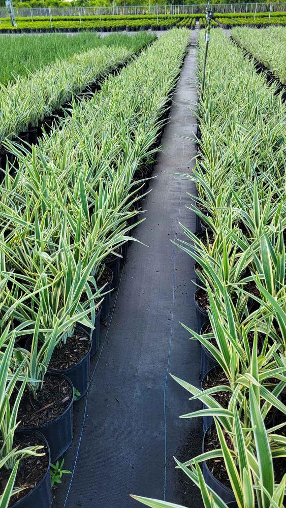 dianella-tasmanica-variegata-flax-lily-tasmanian-flax-lily