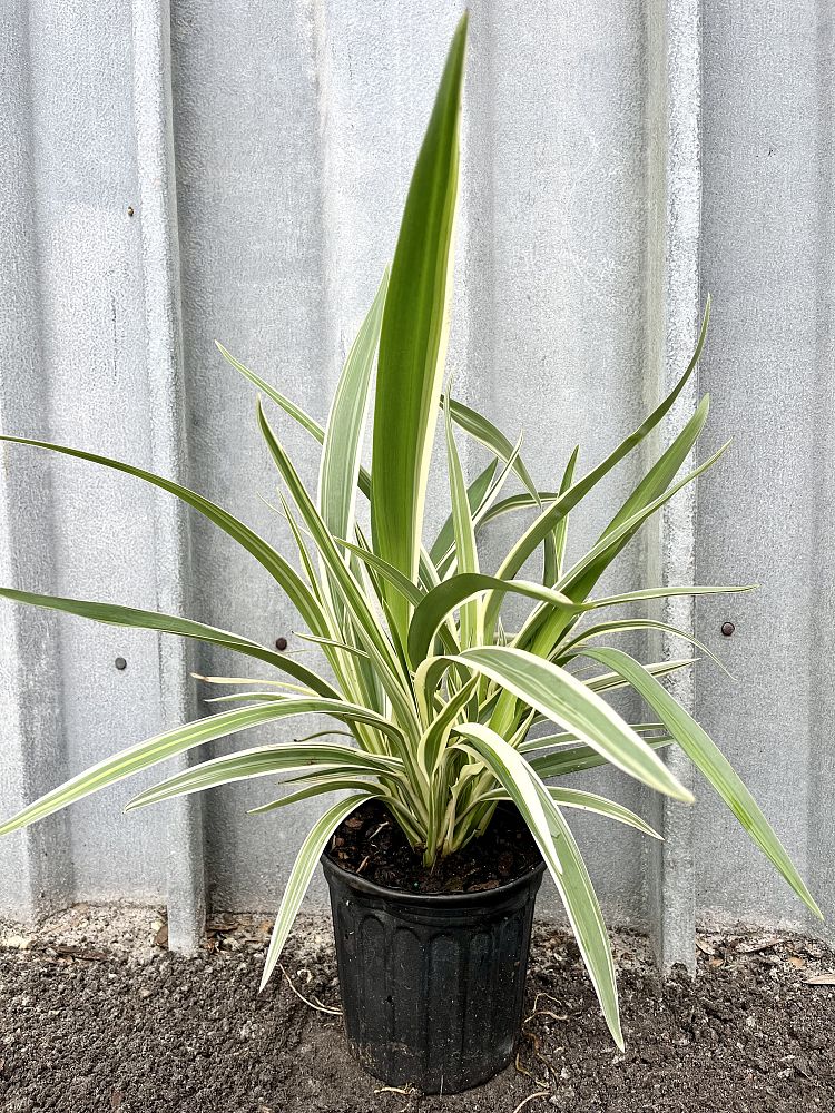dianella-tasmanica-variegata-flax-lily-tasmanian-flax-lily