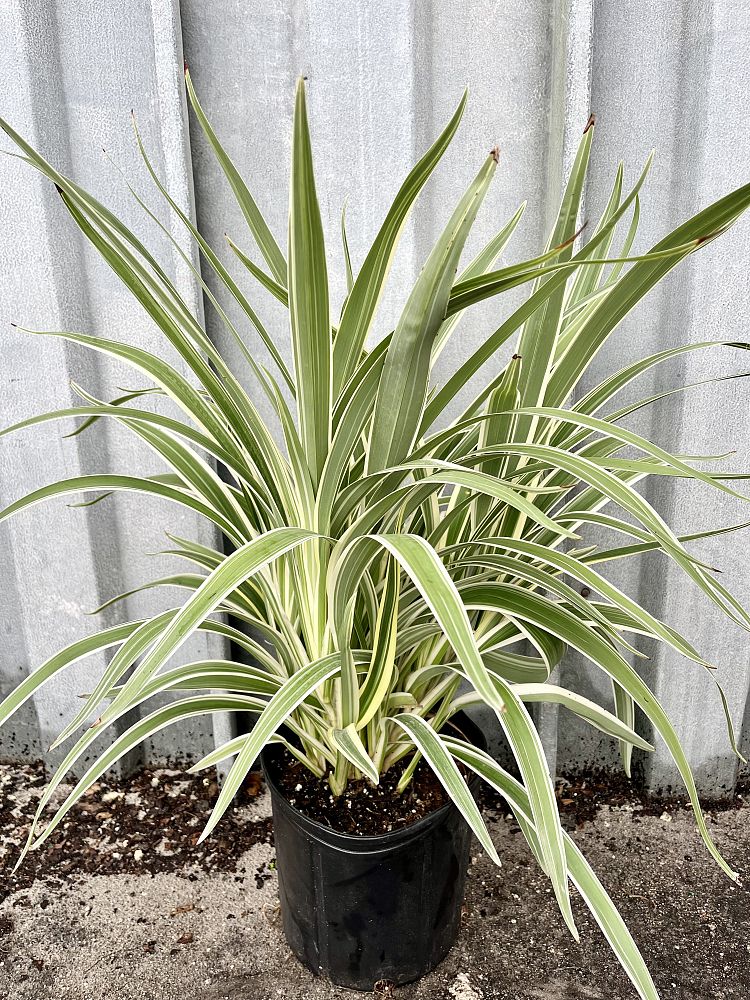 dianella-tasmanica-variegata-flax-lily-tasmanian-flax-lily