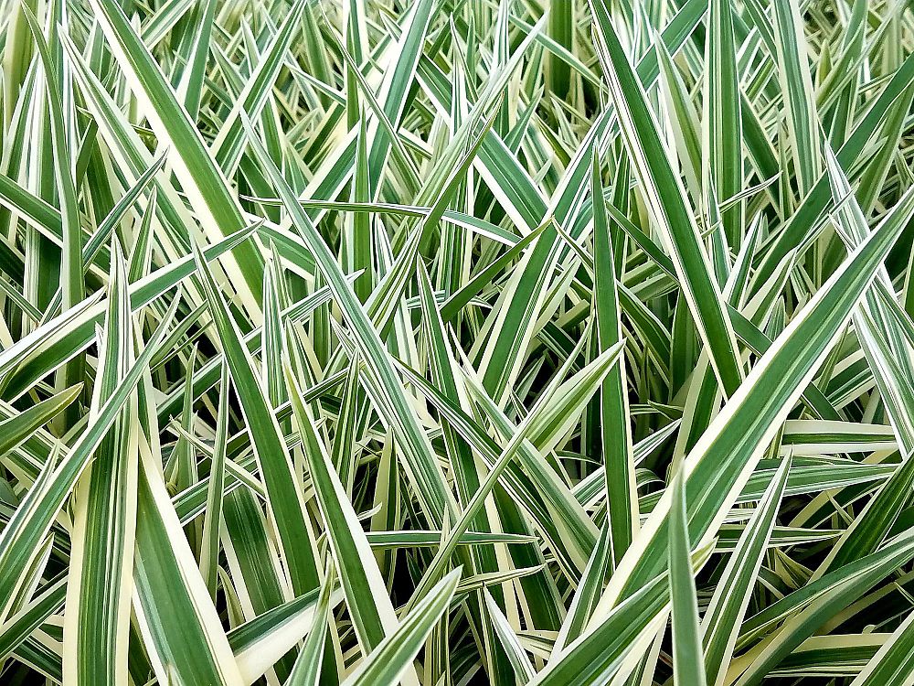 dianella-tasmanica-variegata-flax-lily-tasmanian-flax-lily