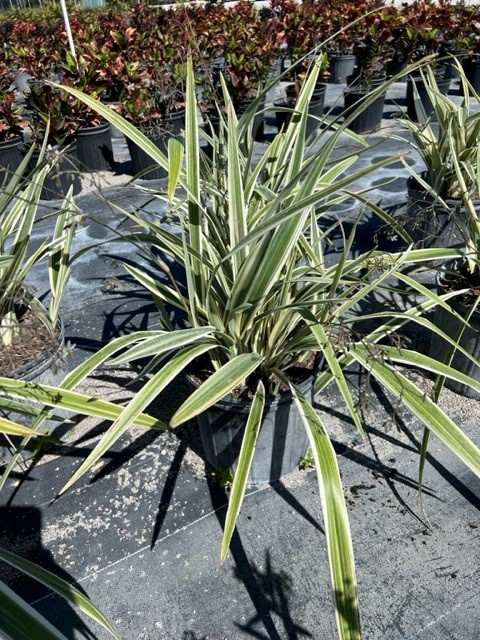 dianella-tasmanica-variegata-flax-lily-tasmanian-flax-lily