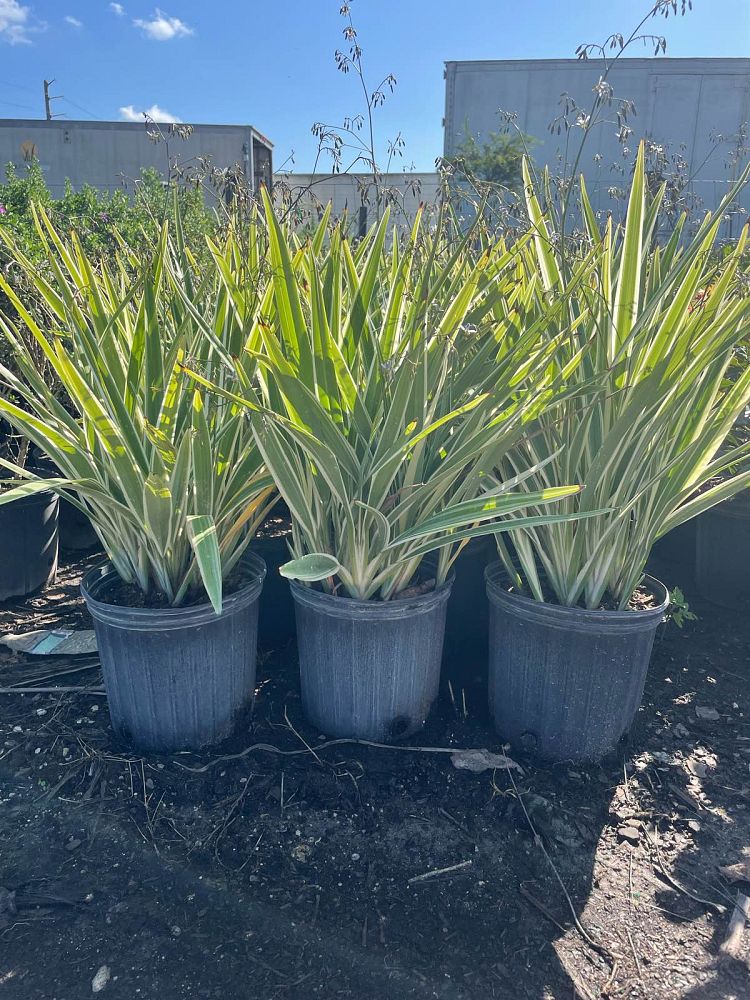 dianella-tasmanica-variegata-flax-lily-tasmanian-flax-lily