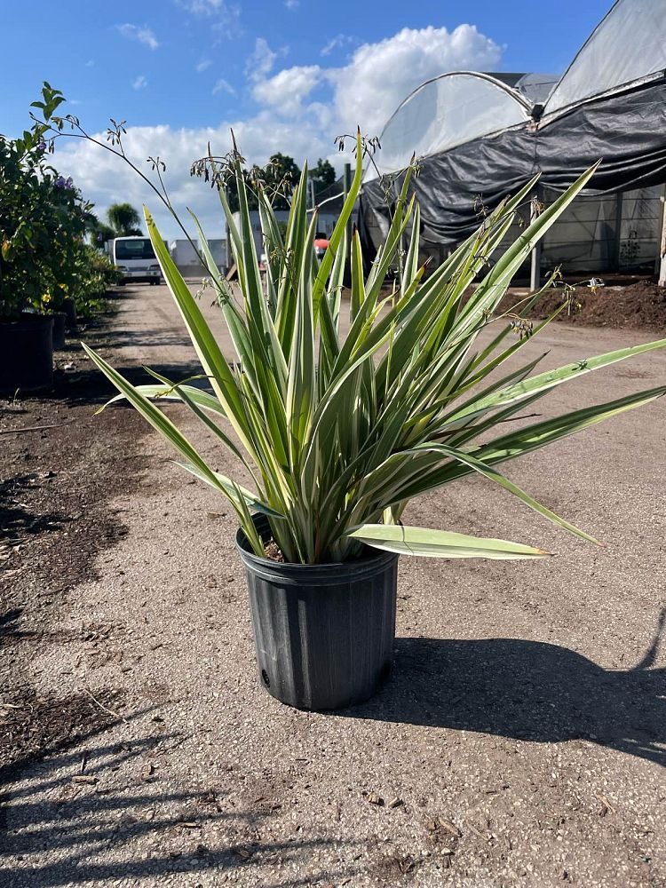 dianella-tasmanica-variegata-flax-lily-tasmanian-flax-lily