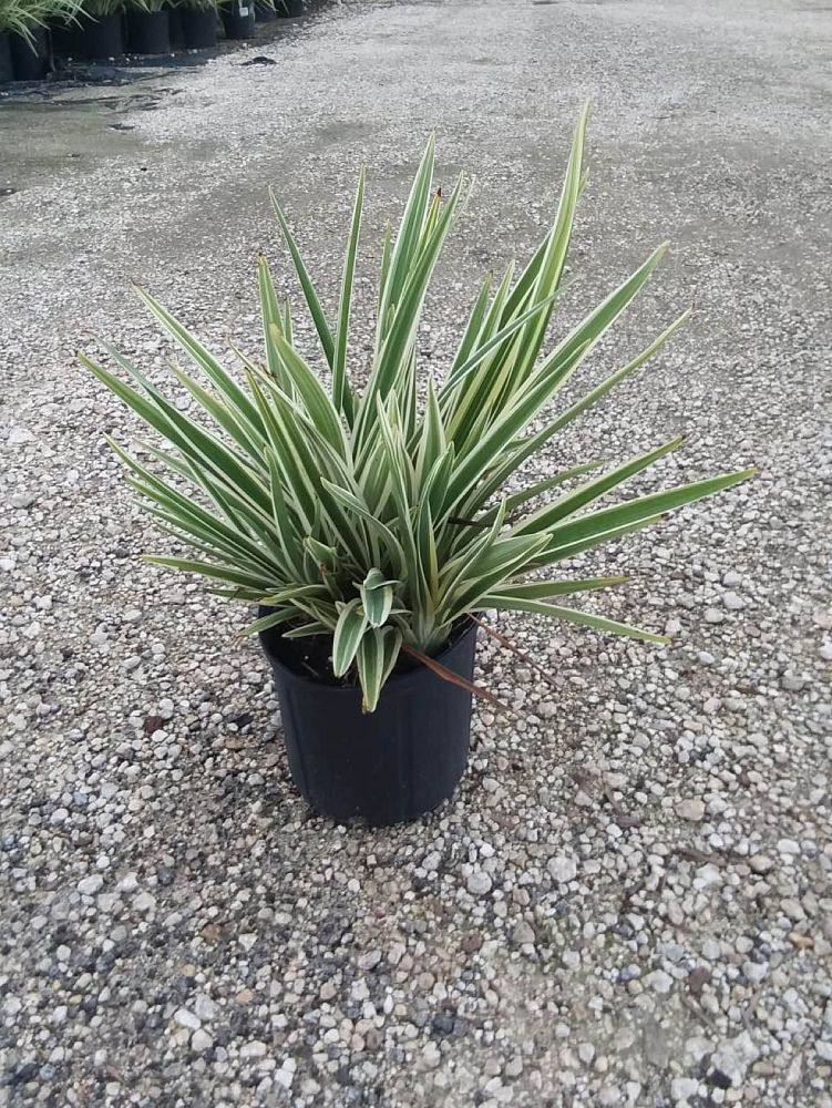 dianella-tasmanica-variegata-flax-lily-tasmanian-flax-lily
