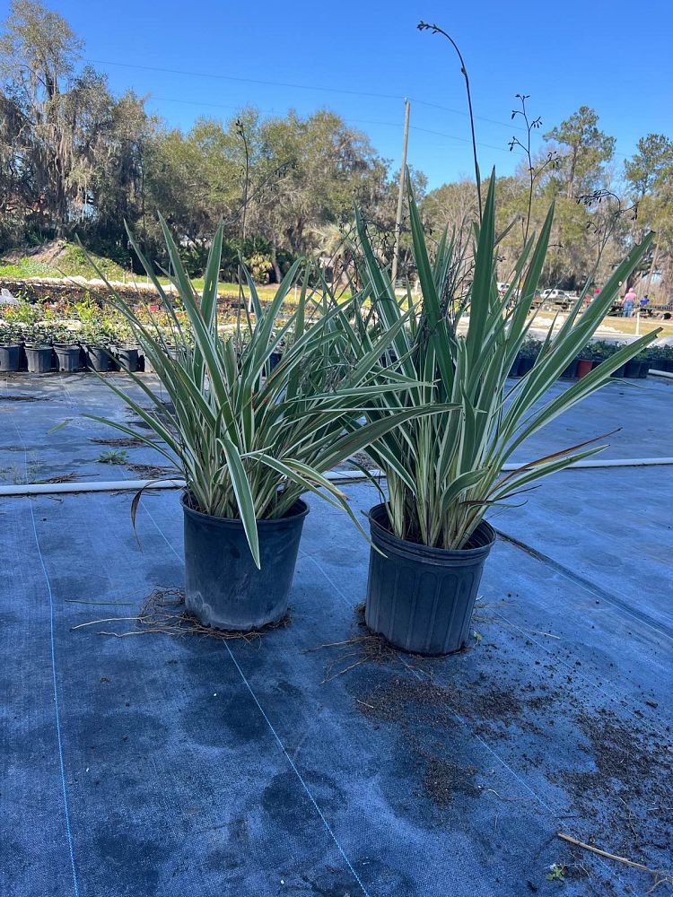 dianella-tasmanica-variegata-flax-lily-tasmanian-flax-lily