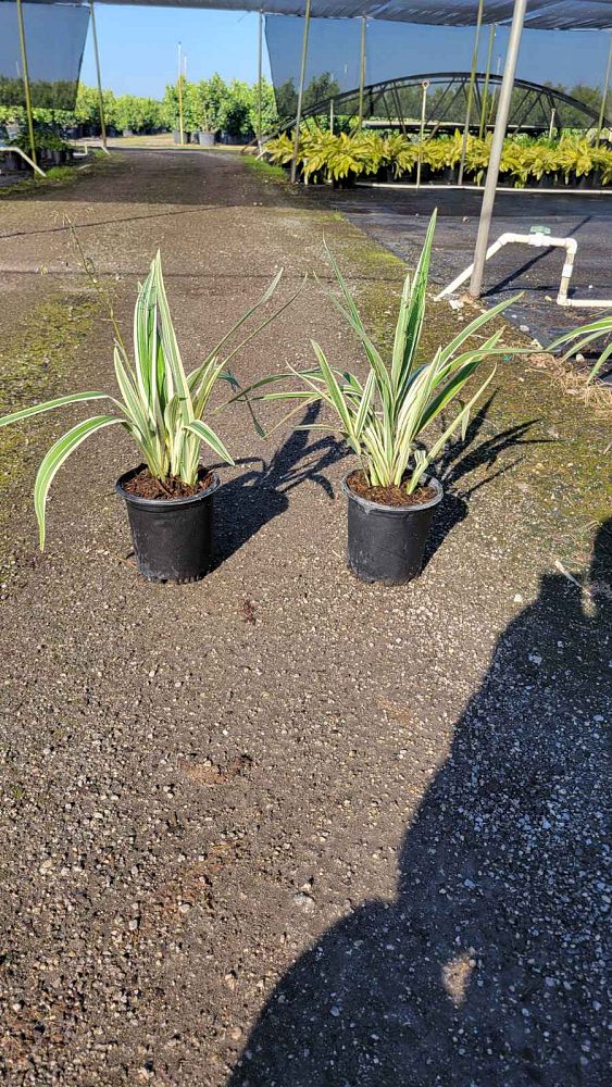 dianella-tasmanica-variegata-flax-lily-tasmanian-flax-lily
