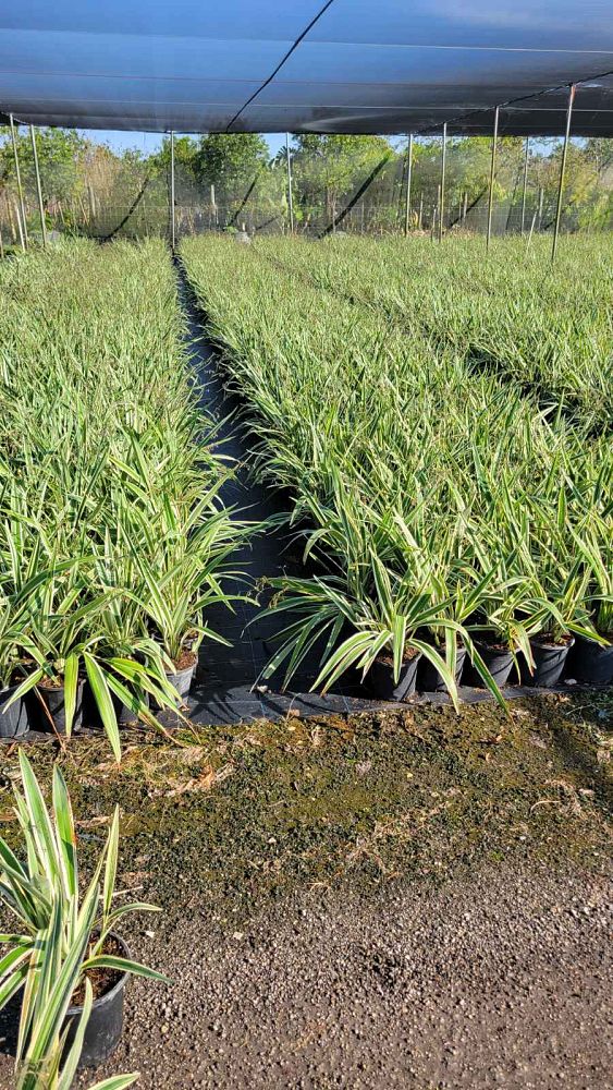 dianella-tasmanica-variegata-flax-lily-tasmanian-flax-lily
