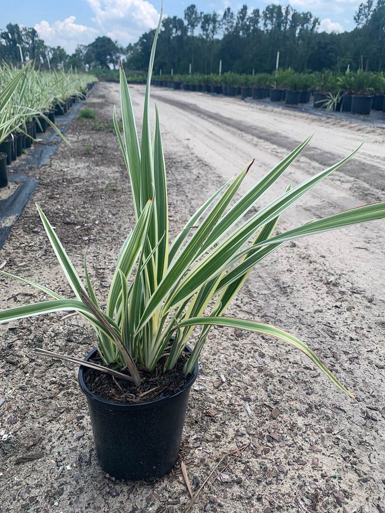 dianella-tasmanica-variegata-flax-lily-tasmanian-flax-lily