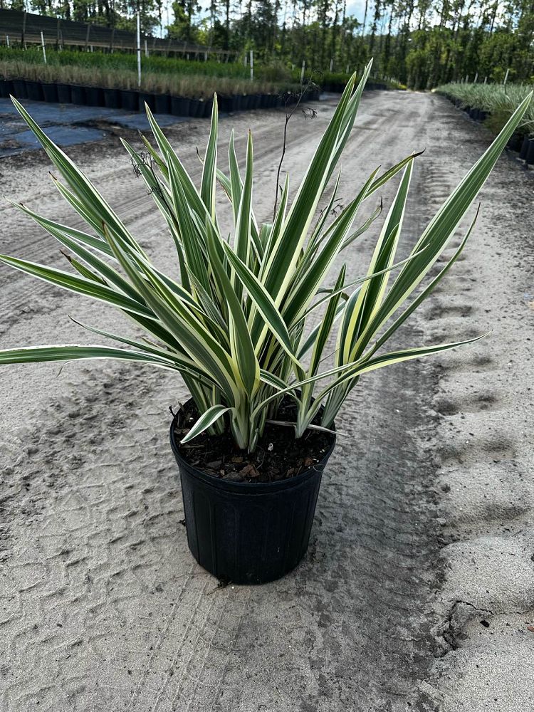 dianella-tasmanica-variegata-flax-lily-tasmanian-flax-lily
