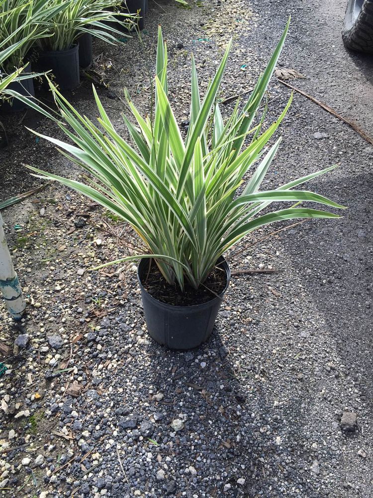 dianella-tasmanica-variegata-flax-lily-tasmanian-flax-lily