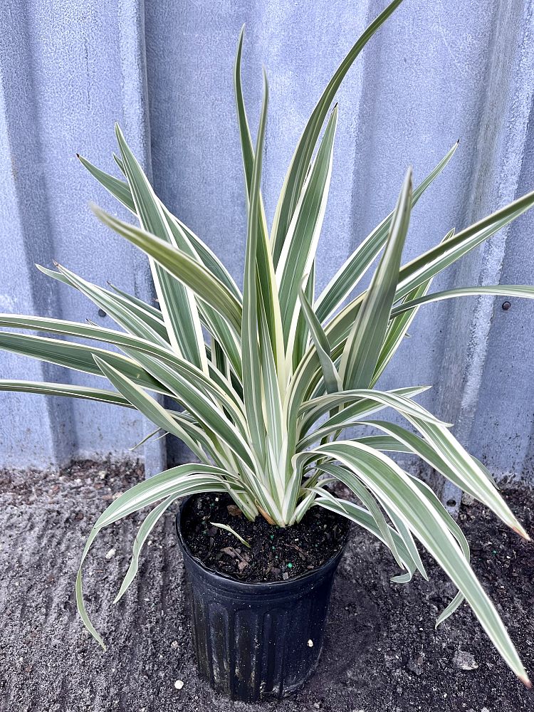 dianella-tasmanica-variegata-flax-lily-tasmanian-flax-lily