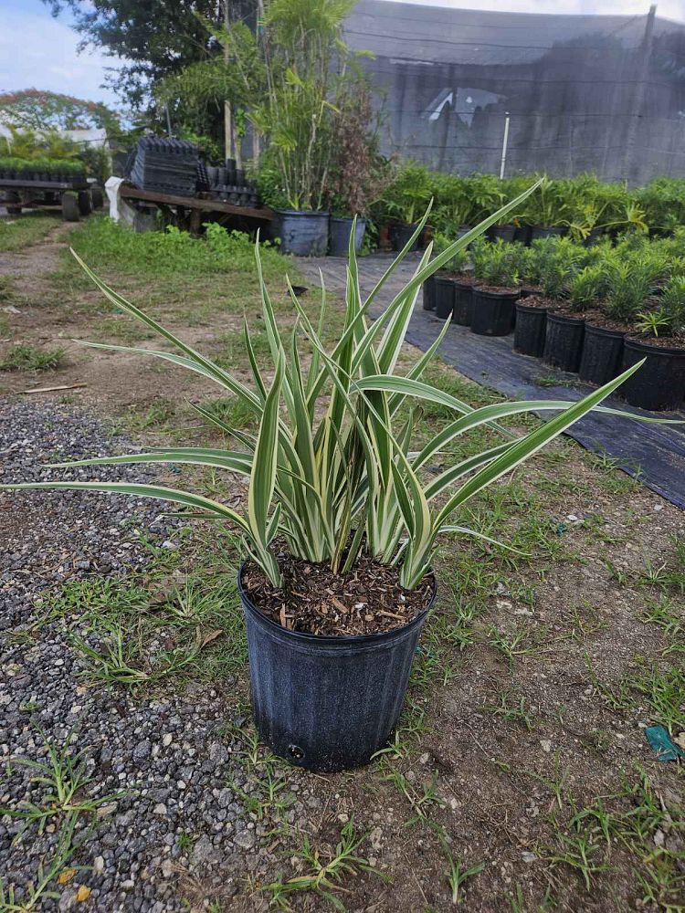 dianella-tasmanica-variegata-flax-lily-tasmanian-flax-lily