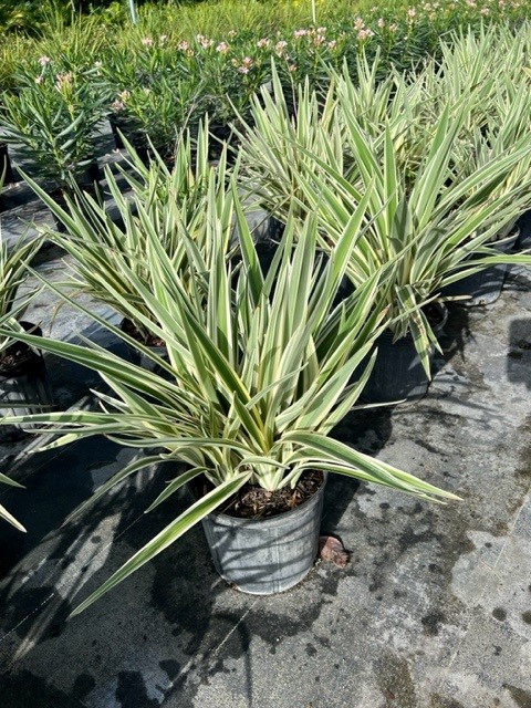 dianella-tasmanica-variegata-flax-lily-tasmanian-flax-lily