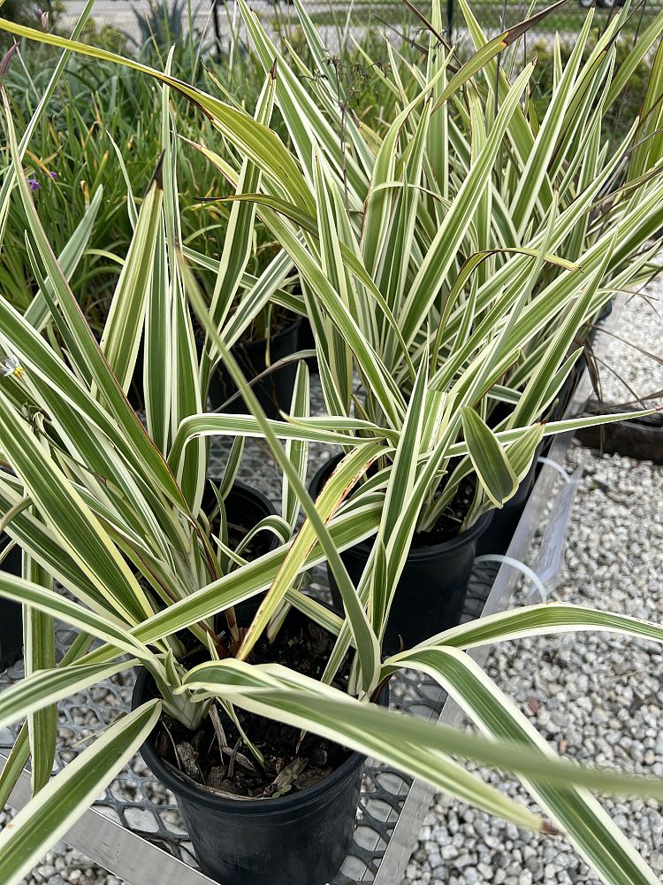 dianella-tasmanica-variegata-flax-lily-tasmanian-flax-lily