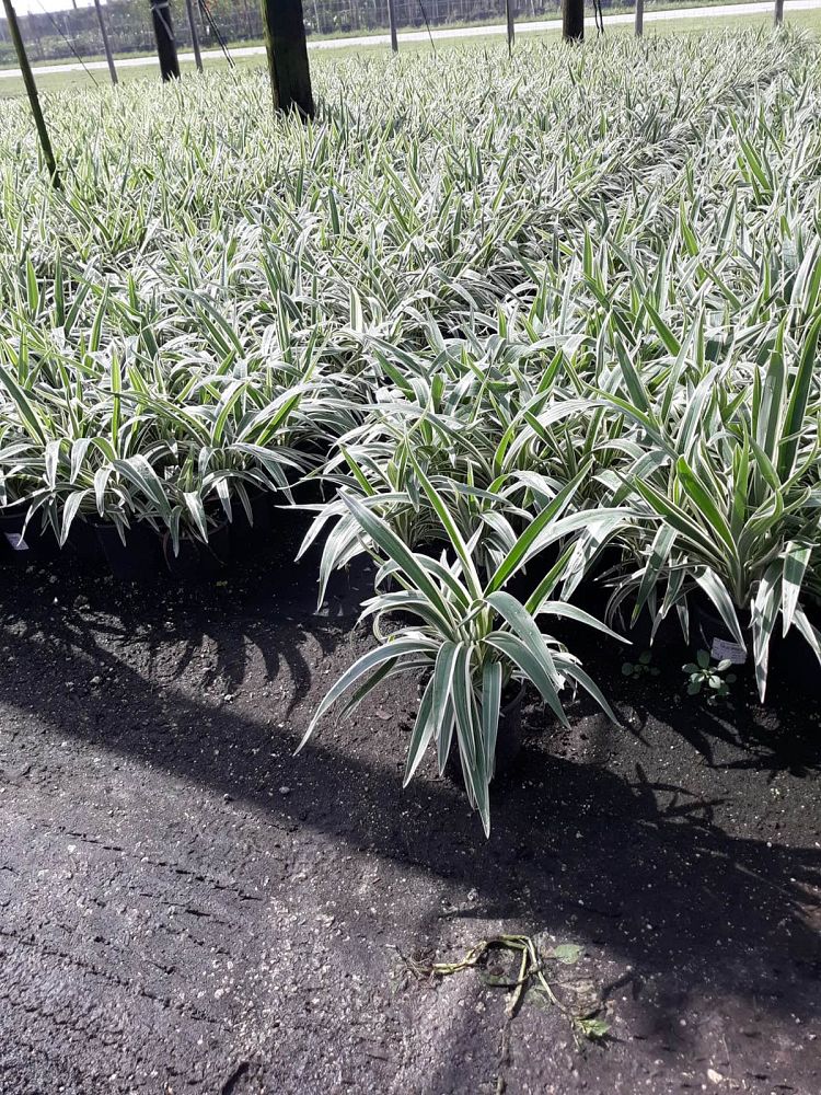 dianella-tasmanica-variegata-flax-lily-tasmanian-flax-lily