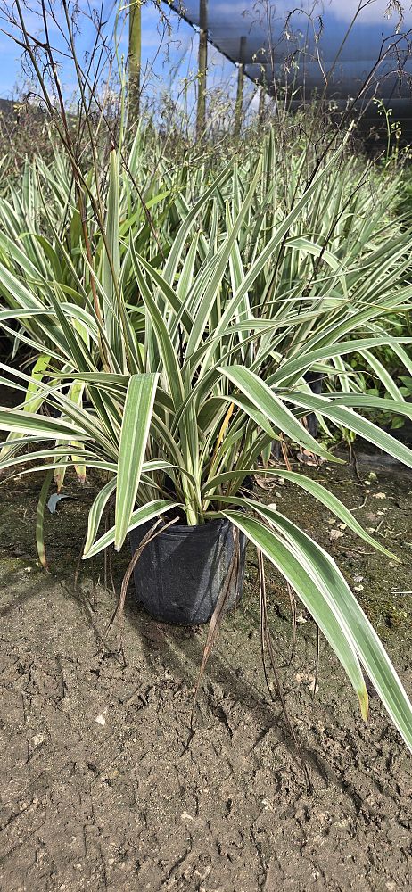 dianella-tasmanica-variegata-flax-lily-tasmanian-flax-lily