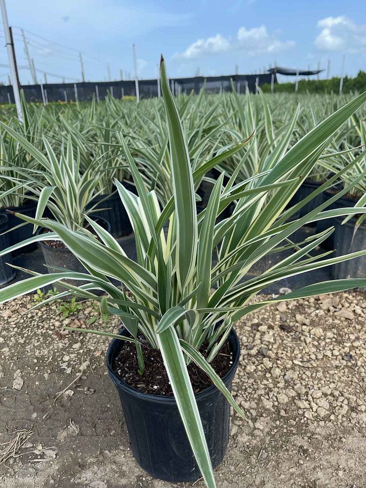 dianella-tasmanica-variegata-flax-lily-tasmanian-flax-lily