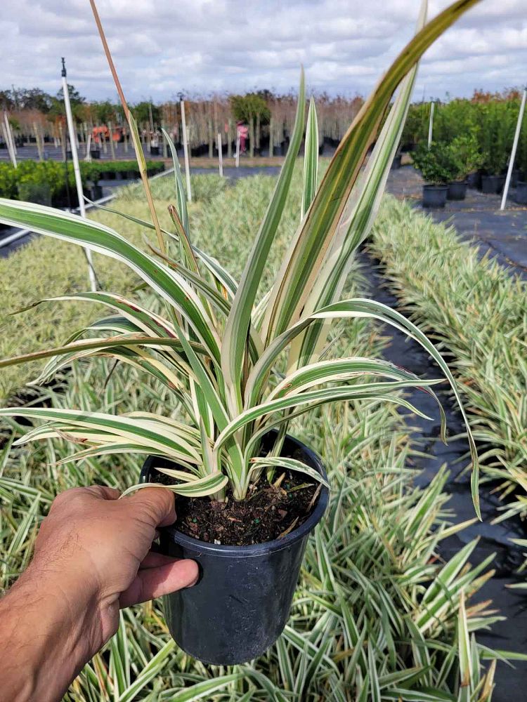 dianella-tasmanica-variegata-flax-lily-tasmanian-flax-lily