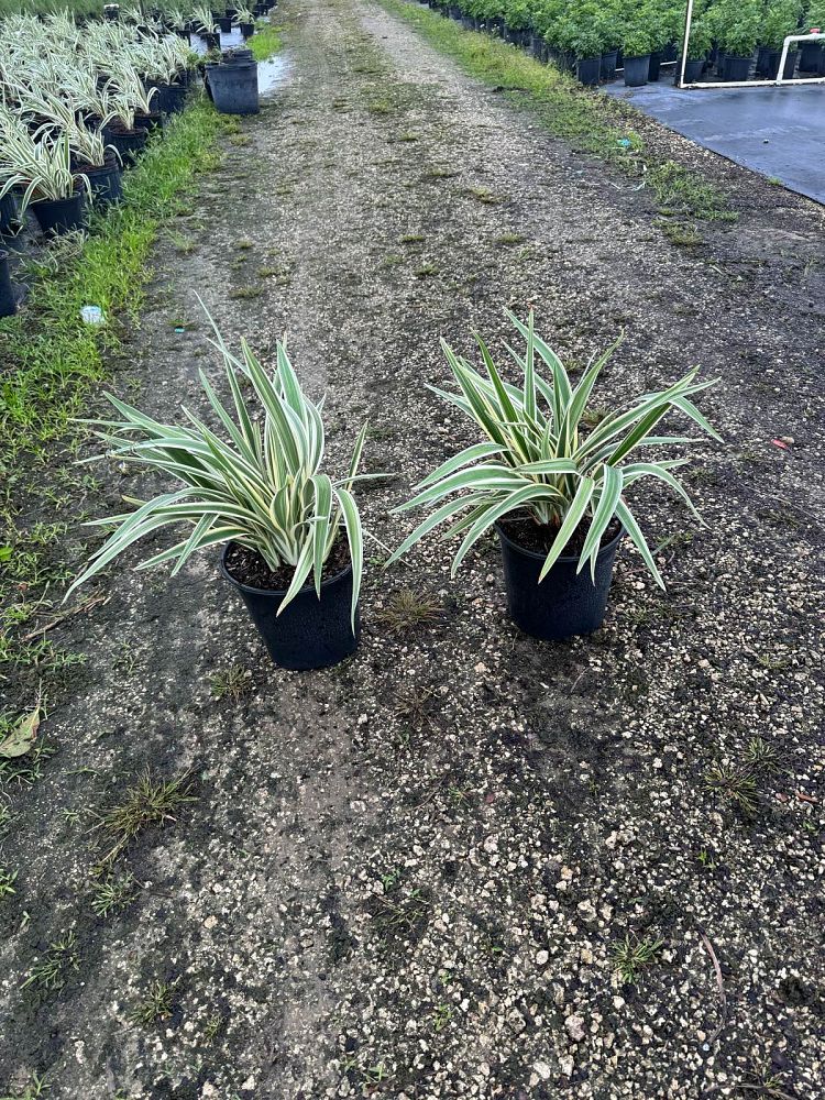dianella-tasmanica-variegata-flax-lily-tasmanian-flax-lily