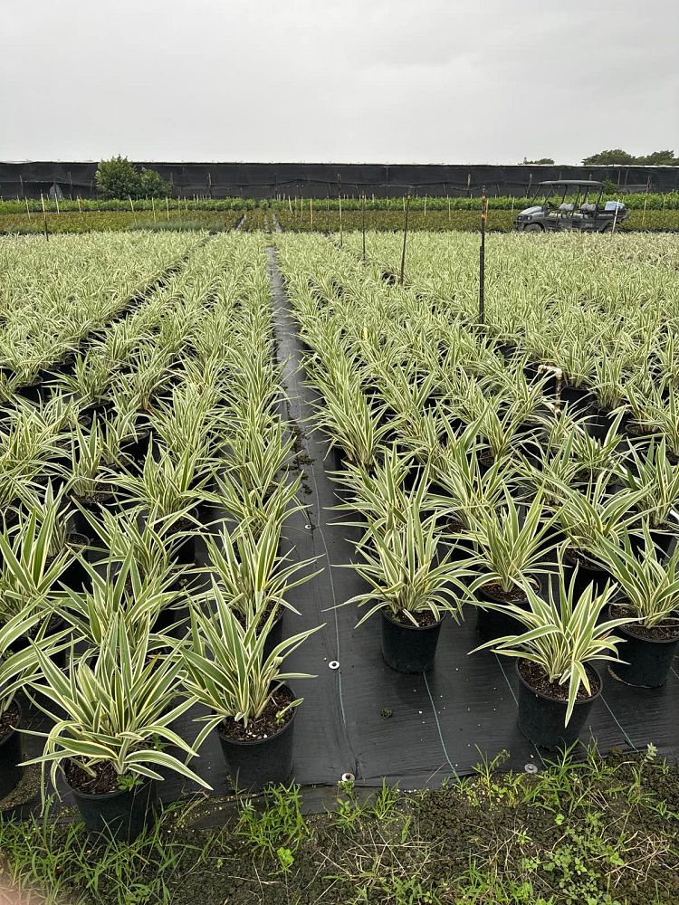 dianella-tasmanica-variegata-flax-lily-tasmanian-flax-lily