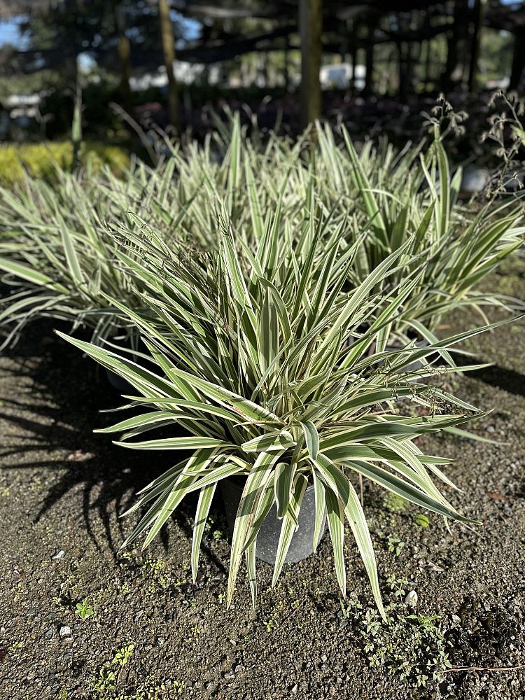 dianella-tasmanica-variegata-flax-lily-tasmanian-flax-lily