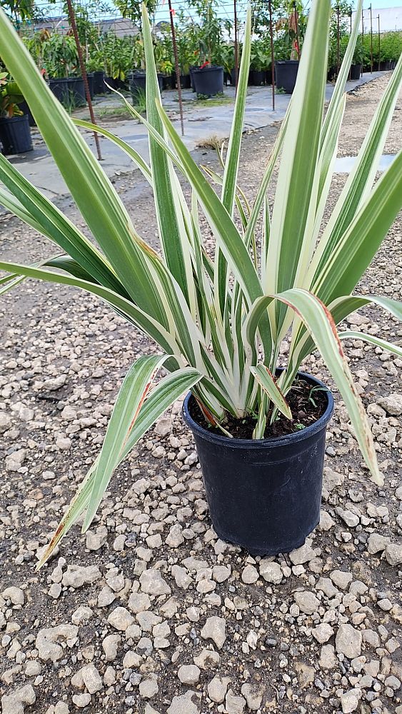dianella-tasmanica-variegata-flax-lily-tasmanian-flax-lily